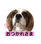 キャバリア♡オリバー4歳（個別スタンプ：16）