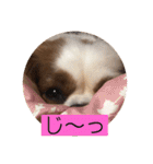 キャバリア♡オリバー4歳（個別スタンプ：17）