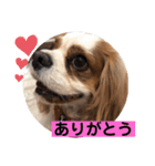 キャバリア♡オリバー4歳（個別スタンプ：20）