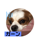 キャバリア♡オリバー4歳（個別スタンプ：21）
