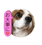 キャバリア♡オリバー4歳（個別スタンプ：22）