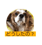 キャバリア♡オリバー4歳（個別スタンプ：24）
