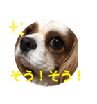 キャバリア♡オリバー4歳（個別スタンプ：25）