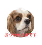 キャバリア♡オリバー4歳（個別スタンプ：27）