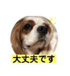 キャバリア♡オリバー4歳（個別スタンプ：29）