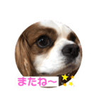 キャバリア♡オリバー4歳（個別スタンプ：30）