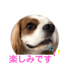 キャバリア♡オリバー4歳（個別スタンプ：31）