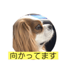 キャバリア♡オリバー4歳（個別スタンプ：33）