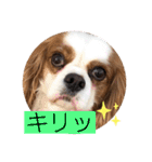 キャバリア♡オリバー4歳（個別スタンプ：34）