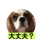 キャバリア♡オリバー4歳（個別スタンプ：38）