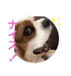 キャバリア♡オリバー4歳（個別スタンプ：39）