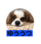 キャバリア♡オリバー4歳（個別スタンプ：40）