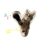 とむはうすの家族（個別スタンプ：6）
