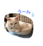 とむはうすの家族（個別スタンプ：8）