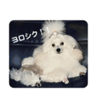 とむはうすの家族（個別スタンプ：12）