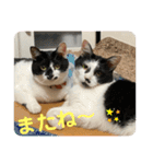 とむはうすの家族（個別スタンプ：14）