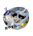 とむはうすの家族（個別スタンプ：16）