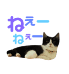 ネイマールカカズッコ（個別スタンプ：17）