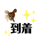 ネイマールカカズッコ（個別スタンプ：18）