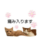 ネイマールカカズッコ（個別スタンプ：24）