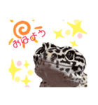 みなちんのレオパ3(らい編)（個別スタンプ：1）