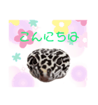みなちんのレオパ3(らい編)（個別スタンプ：3）
