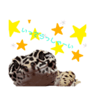 みなちんのレオパ3(らい編)（個別スタンプ：8）
