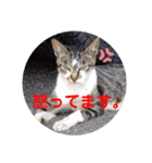 画像stamp 1（個別スタンプ：15）