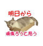 けん時々レス（個別スタンプ：10）