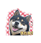 黒柴犬の♡あいさつ♡スタンプ01（個別スタンプ：26）