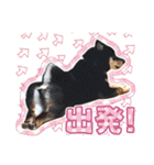 黒柴犬の♡あいさつ♡スタンプ01（個別スタンプ：27）