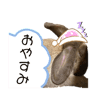 あいさつ〜シバの日常〜（個別スタンプ：2）