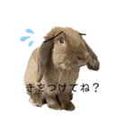 あいさつ〜シバの日常〜（個別スタンプ：5）