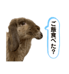 あいさつ〜シバの日常〜（個別スタンプ：20）