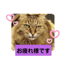 Familiaの猫スタンプ②（個別スタンプ：1）