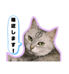 Familiaの猫スタンプ②（個別スタンプ：3）