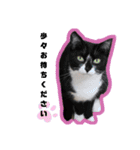 Familiaの猫スタンプ②（個別スタンプ：4）