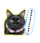 Familiaの猫スタンプ②（個別スタンプ：5）