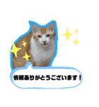 Familiaの猫スタンプ②（個別スタンプ：6）