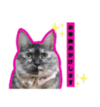 Familiaの猫スタンプ②（個別スタンプ：7）