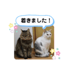 Familiaの猫スタンプ②（個別スタンプ：8）