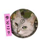 Familiaの猫スタンプ②（個別スタンプ：9）