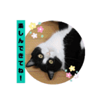 Familiaの猫スタンプ②（個別スタンプ：13）