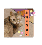 Familiaの猫スタンプ②（個別スタンプ：14）