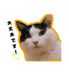 Familiaの猫スタンプ②（個別スタンプ：16）