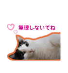 Familiaの猫スタンプ②（個別スタンプ：20）