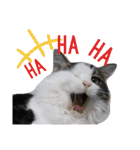 Familiaの猫スタンプ②（個別スタンプ：22）