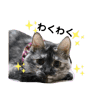 Familiaの猫スタンプ②（個別スタンプ：23）