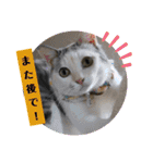 Familiaの猫スタンプ②（個別スタンプ：24）