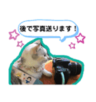 Familiaの猫スタンプ②（個別スタンプ：25）